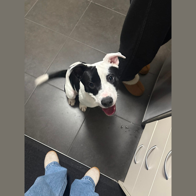 Photo of Tux   6 Month Old Staffy X