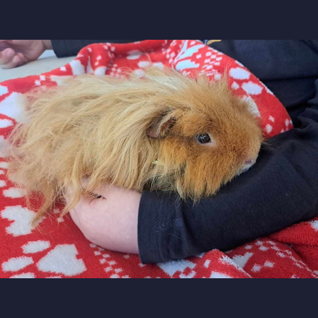 Photo of Harry And Hairy