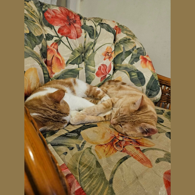 Photo of Tobasco & Tisco 