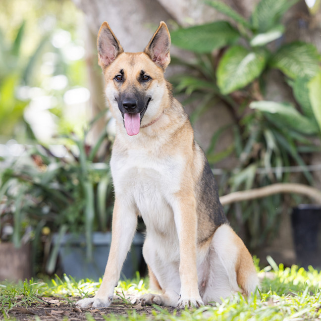 Photo of Lupa (Previously Kailani)