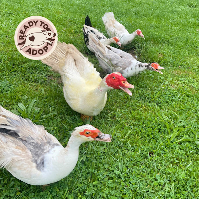 Photo of Mr. White, Mrs. White, Didi, Doris & Delilah