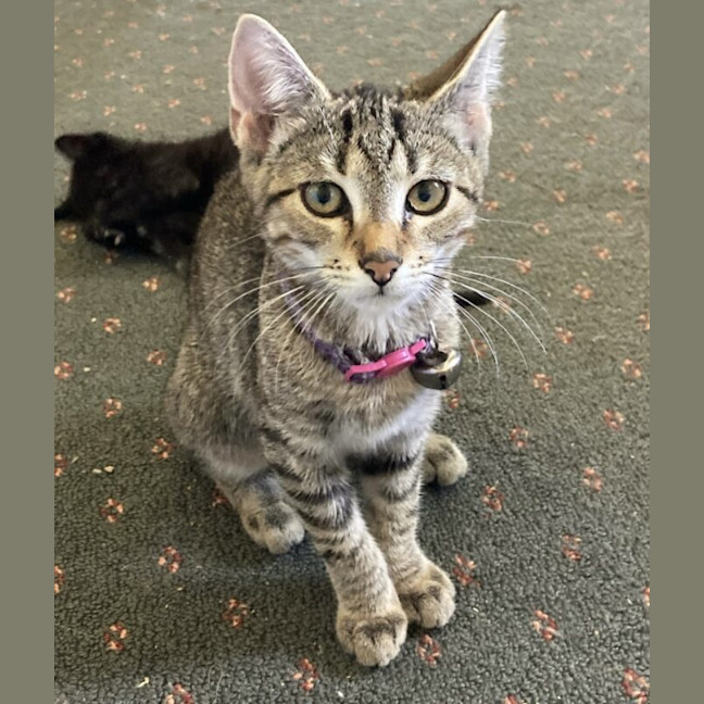 Photo of Tabitha