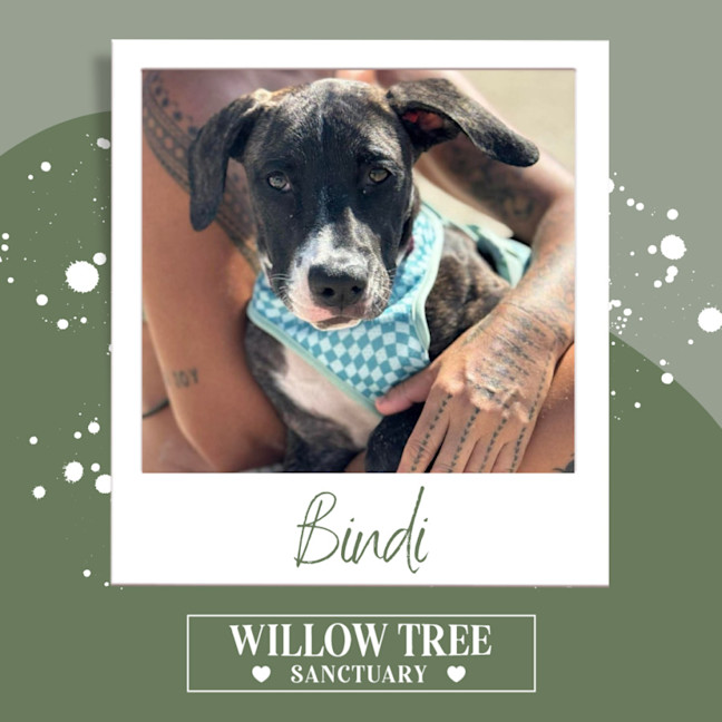 Photo of Bindi