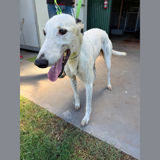 Photo of Spot