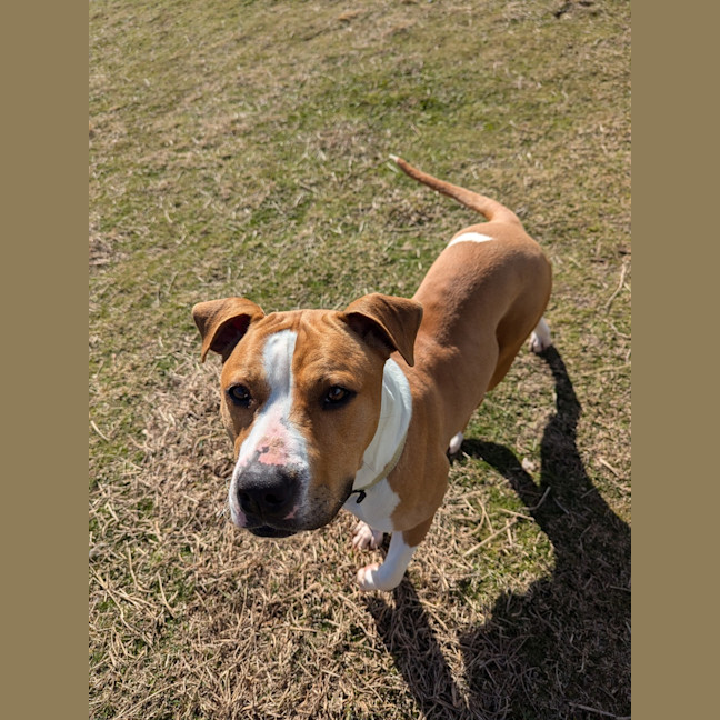 Photo of Dixie