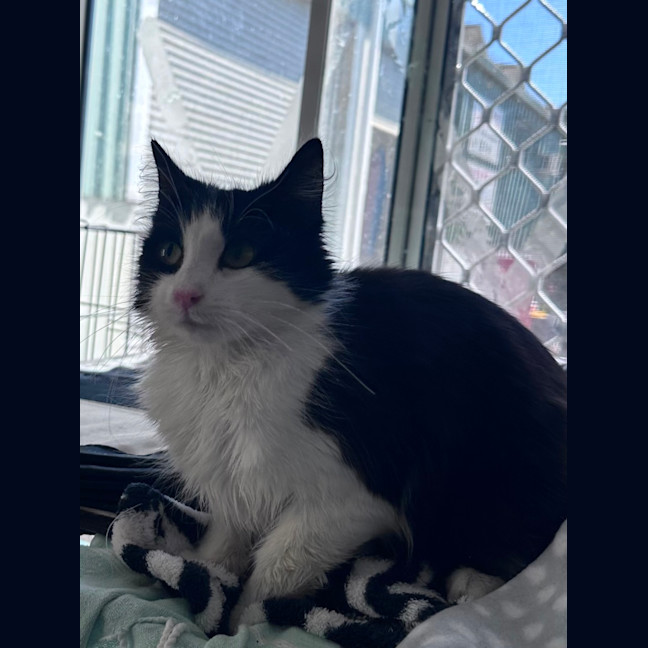 Photo of Bobbit