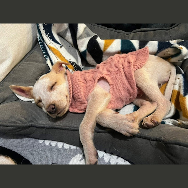 Photo of Wallaby 