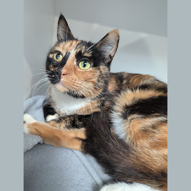 Photo of Minty