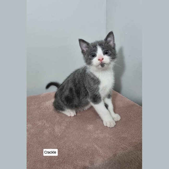 Photo of Snap, Crackle & Pop