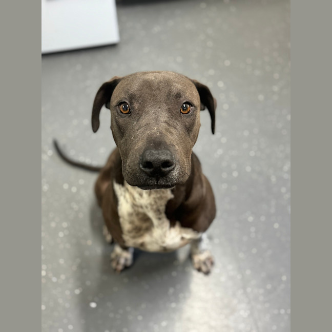 Photo of Kuba (Ex Weetbix)