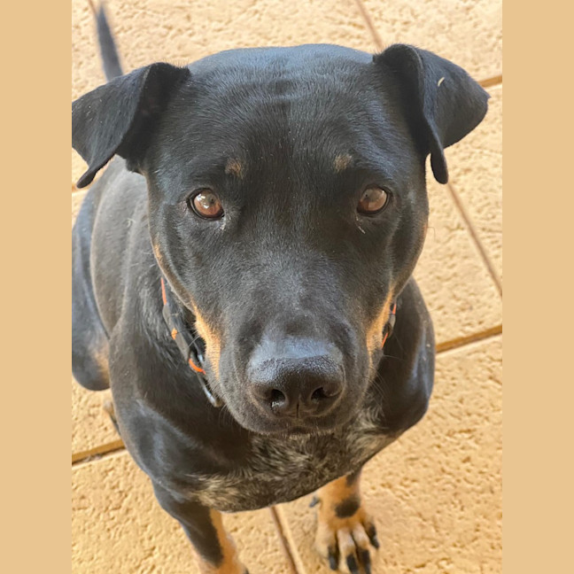 Photo of Sage