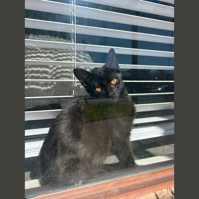 Photo of Ava   4 Month Old Domestic Short Hair