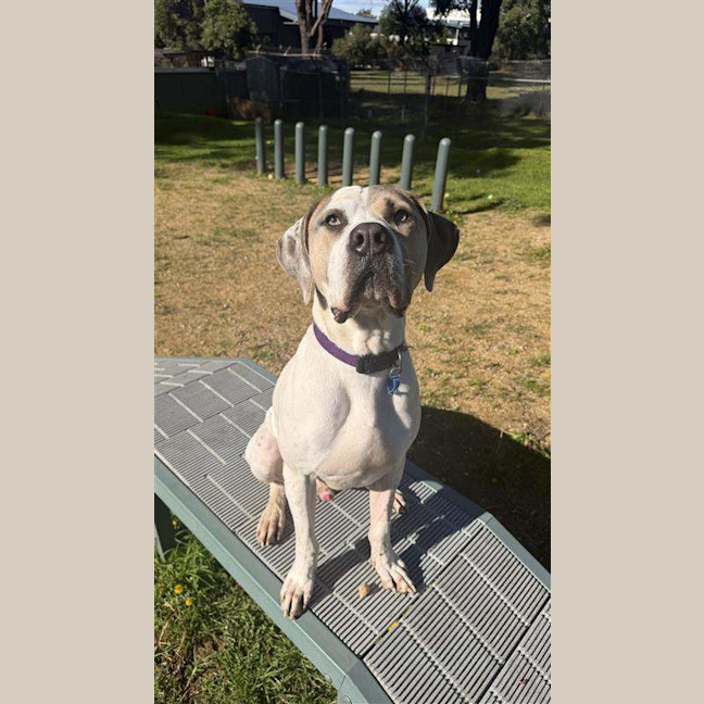 Photo of Snoop