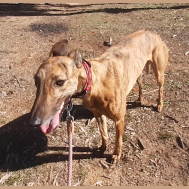 Photo of Lexi   Assisted Rehome ❤️🐶
