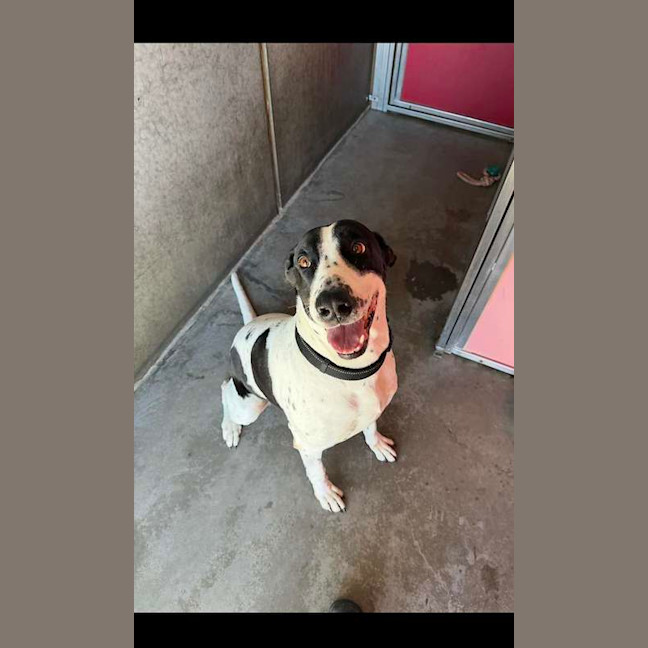 Photo of Harley