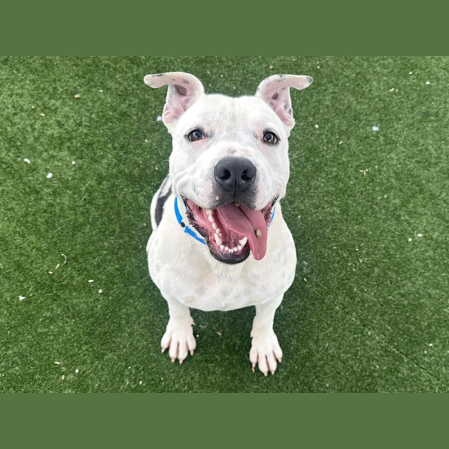 Photo of Frankenstein Imp 2842