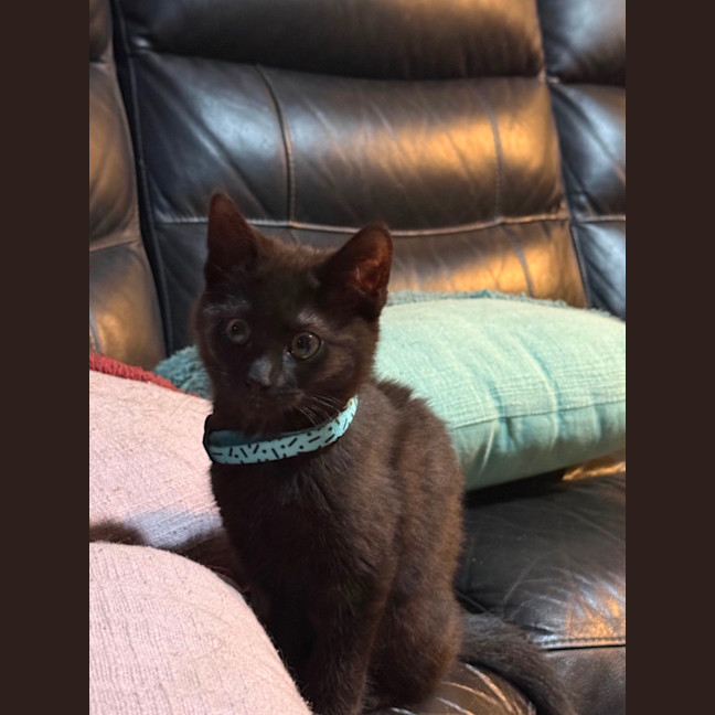 Photo of Azalea Meet Me At Petstock Chelsea