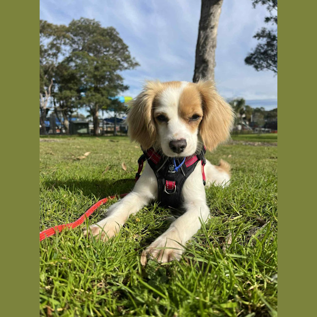 Photo of Elsa   11 Month Old Cavalier X