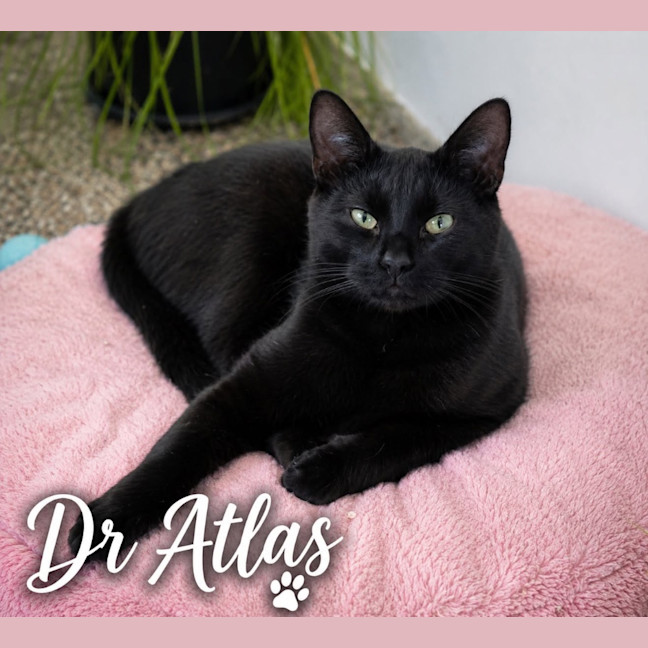 Photo of Dr Atlas