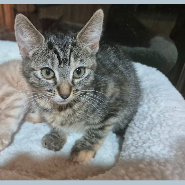 Photo of Cinnamon