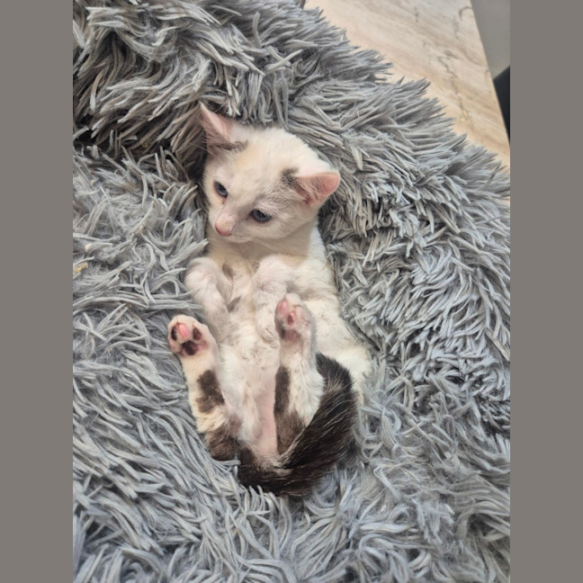 Photo of Aston