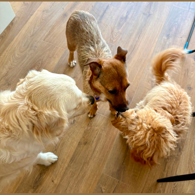 Photo of Dorris   6 Year Old Mixed Breed