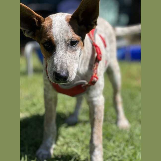 Photo of Darcy
