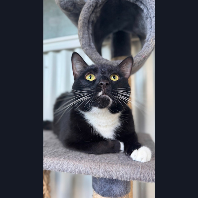 Photo of Milo