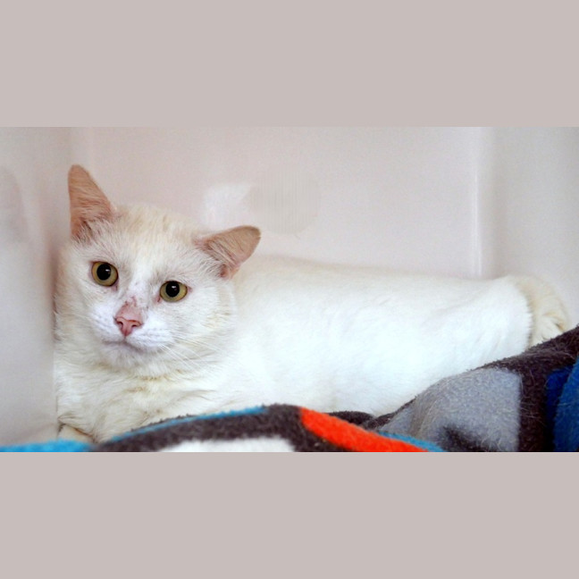 Photo of Bolt Sta015717