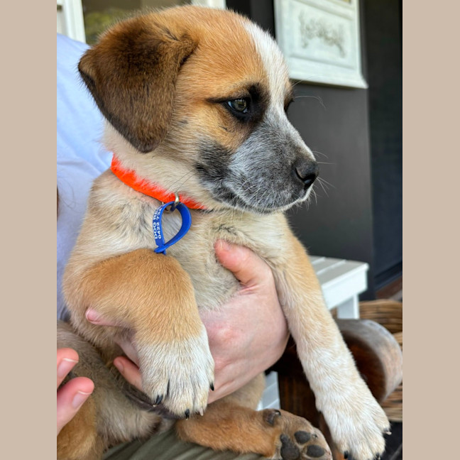 Photo of Oakley   12 Week Old Cattle Dog X Mastiff (Trial)
