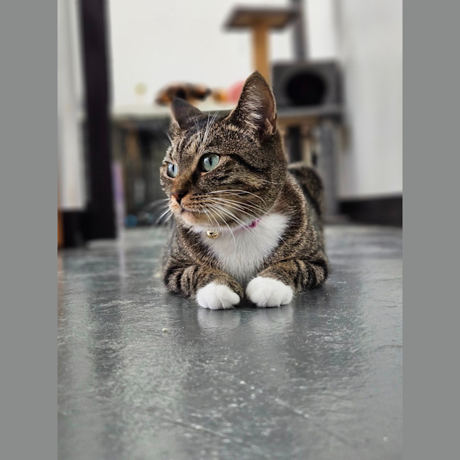 Photo of Snickers 
