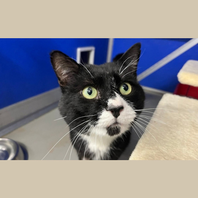 Photo of Oreo