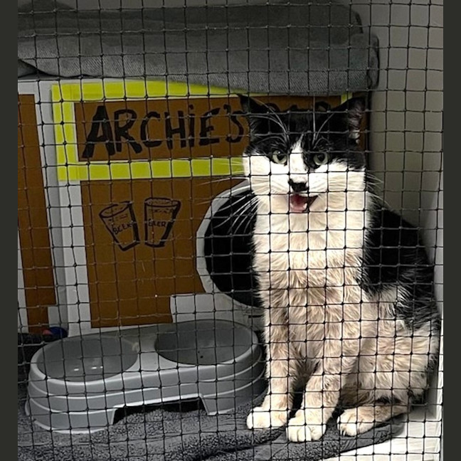 Photo of Archie