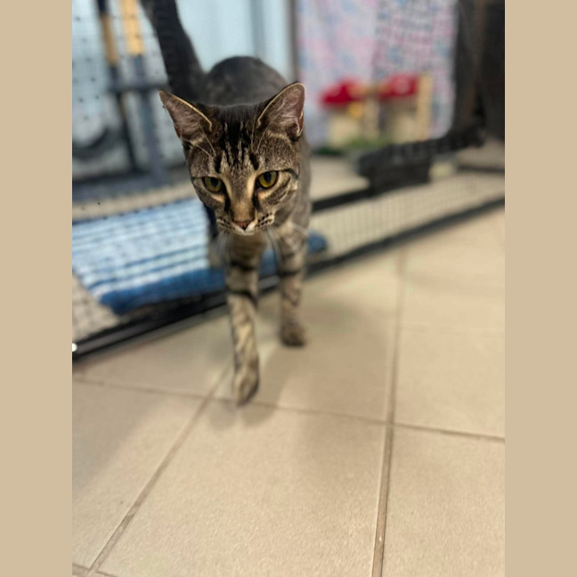 Photo of Nova