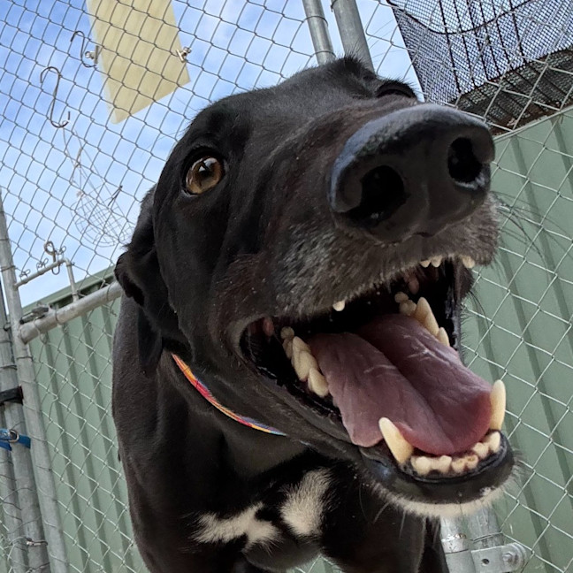 Photo of Stinky The Greyhound