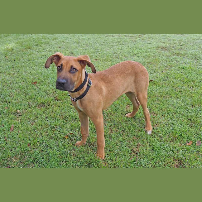 Photo of Pumpkin