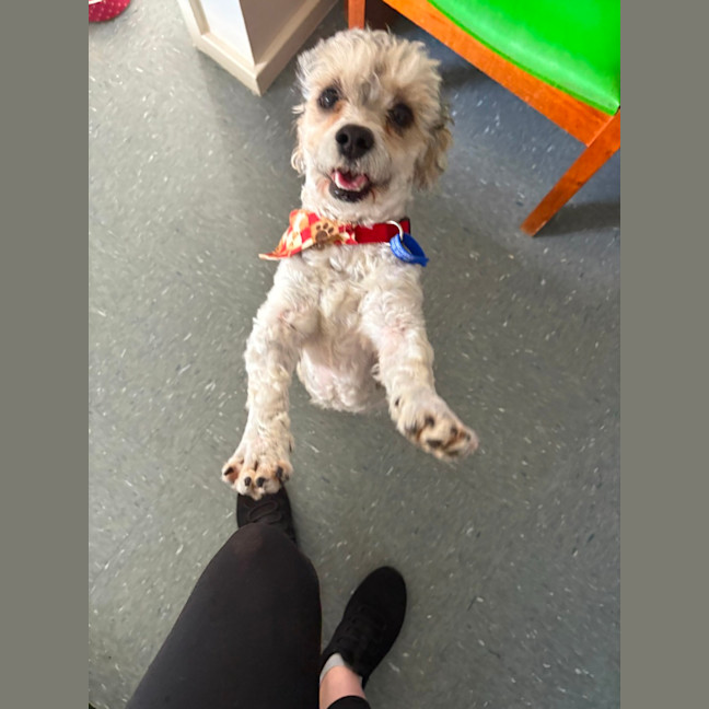 Photo of Bosley   5 Year Old Poodle