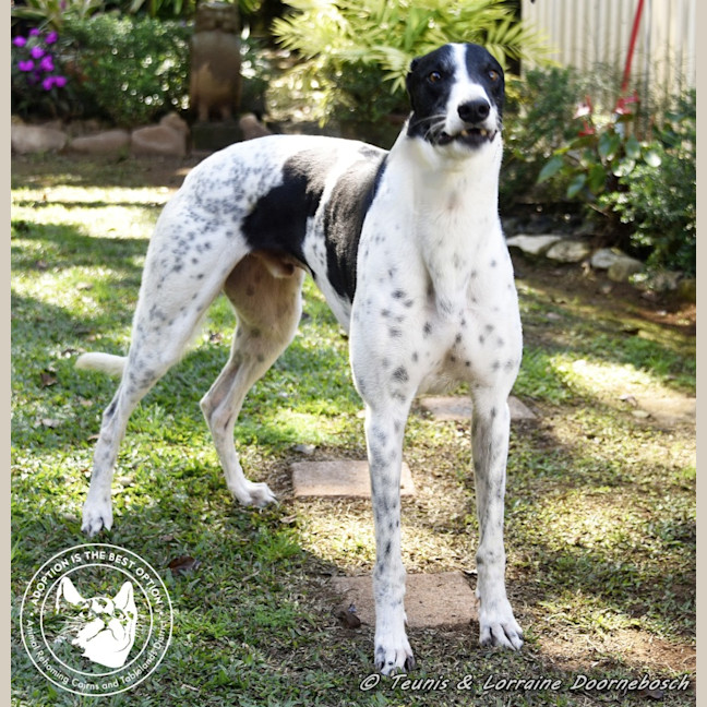 Photo of Ranger (Apache Malt)