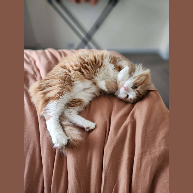 Photo of Baxter