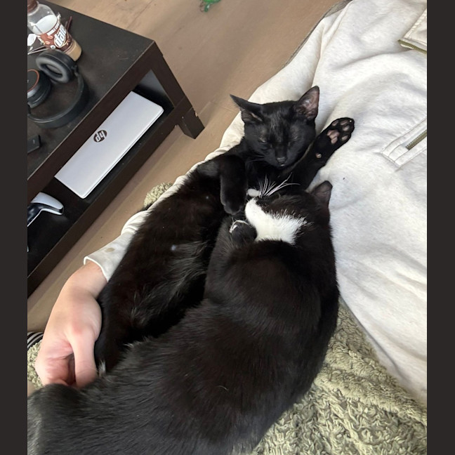 Photo of Oscar (& Ollie)