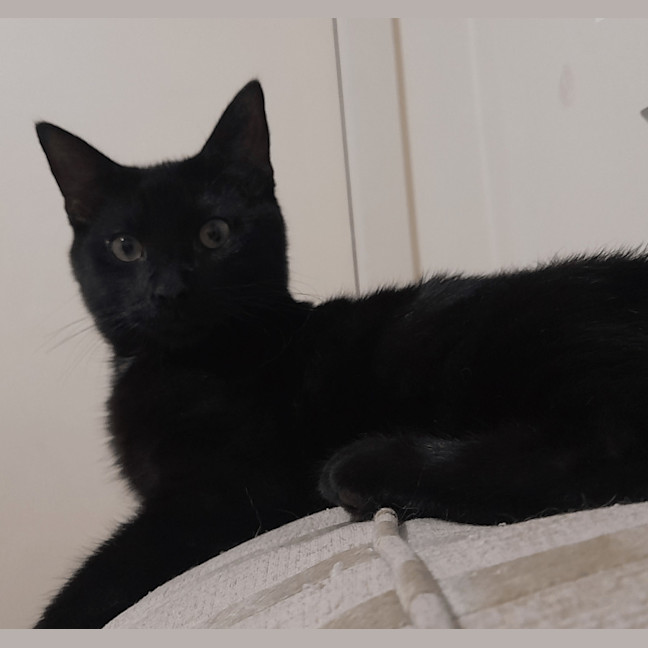 Photo of Bodhi