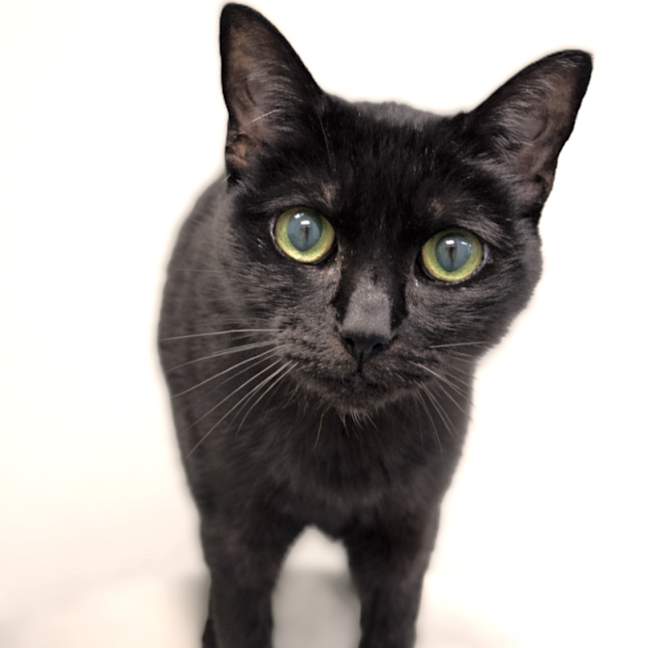 Photo of Cherry Blossom