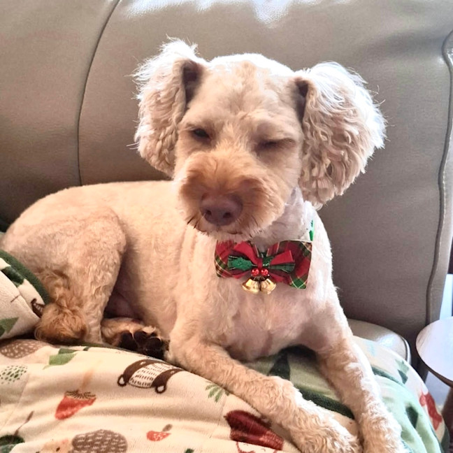 Photo of Bailey 🩵