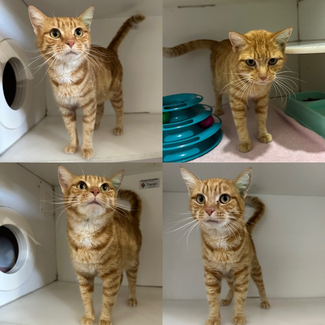 Photo of Caramel