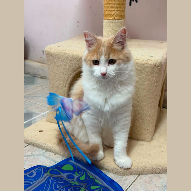 Photo of Maple