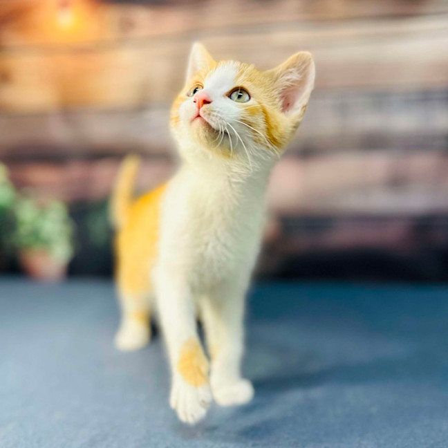 Photo of Snappa   Meet Me At Vets On Parker