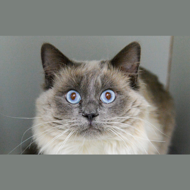 Photo of Louie
