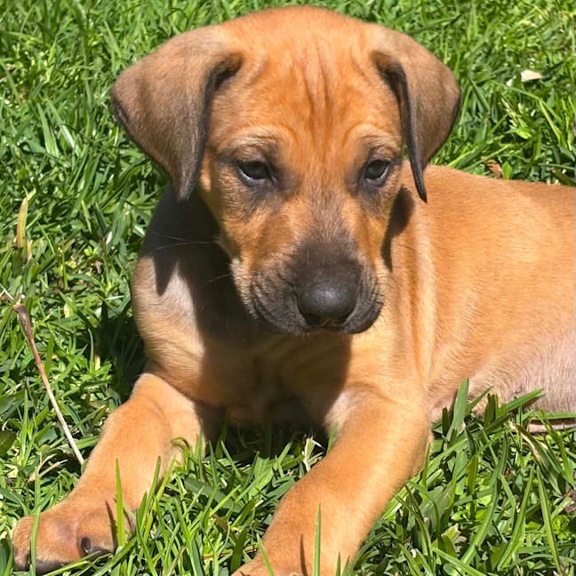 Photo of Kobi