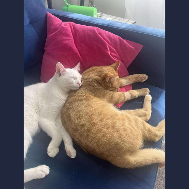 Photo of Mouse / Fig