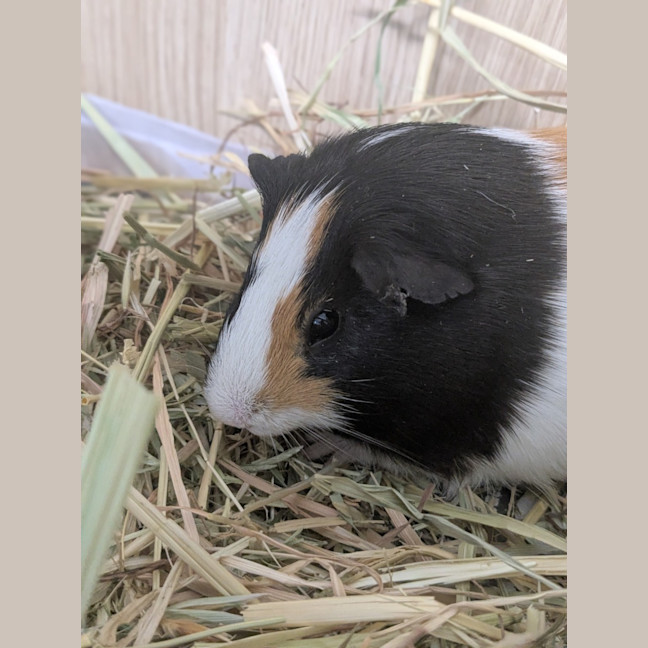 Photo of 🐷 Guinea Pigs (Multiple) 🐷